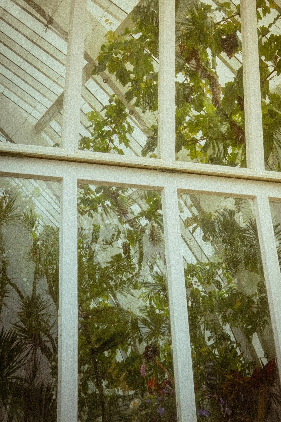 Lush greenhouse interior
