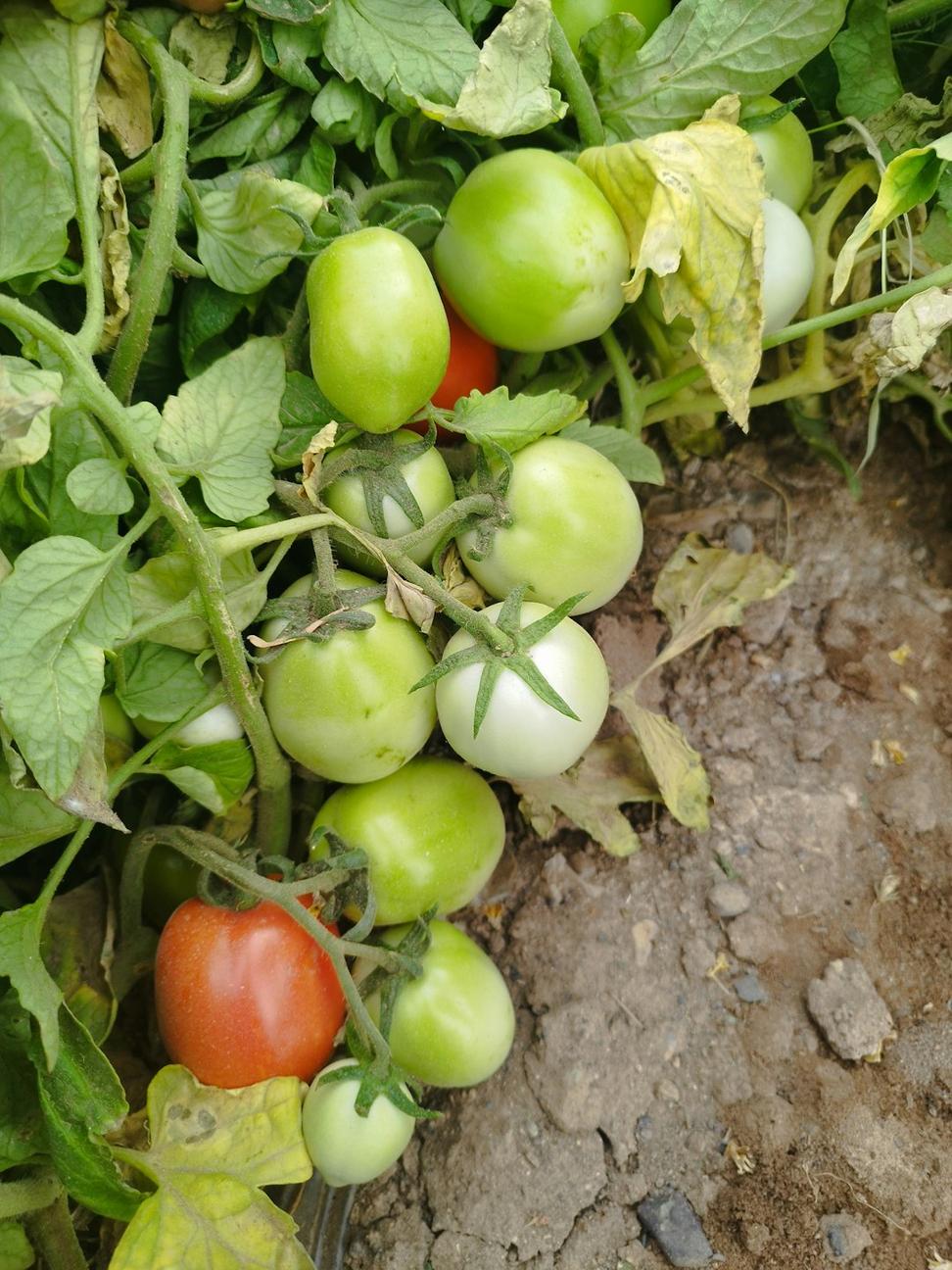 Tomato plants growing