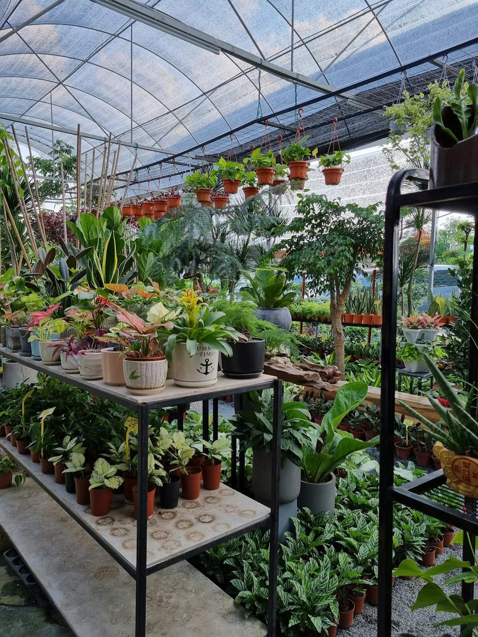 Winter greenhouse interior